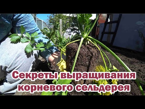 Видео: Секреты выращивания корневого сельдерея