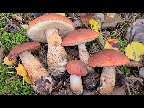 Видео: СКАЗОЧНЫЕ ПОДОСИНОВИКИ В ГЕРМАНИИ 