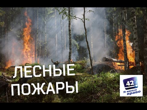 Видео: Лесные пожары