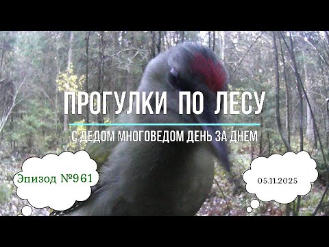 Видео: Прогулки по лесу. День за днем с дедом Многоведом. 5 ноября 2025г. Эпизод 961.