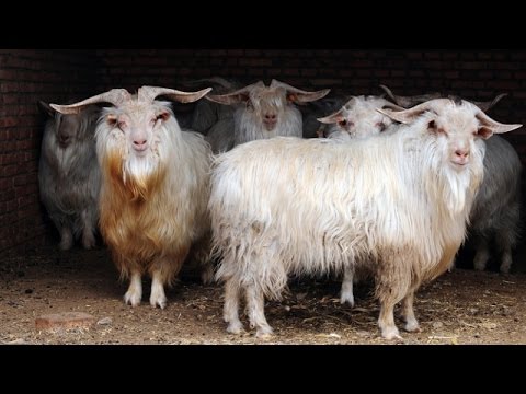 Видео: Производство кашемира в Монголии страдает из-за климата (новости)