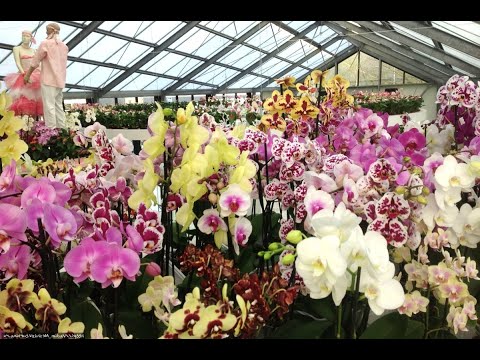 Видео: 🌸 ПРОДАЖА ОРХИДЕЙ 18.08.25г. Обзор подростков орхидей из Азии в наличии. Орхидеи почтой.