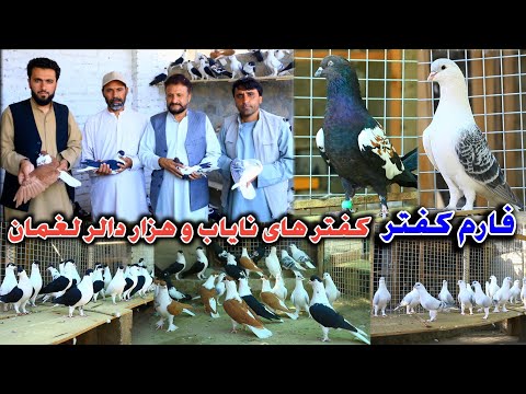 Видео: Редкие голуби Лагмана стоимостью в тысячи долларов | Драгоценные и уникальные голуби Афганистана ...