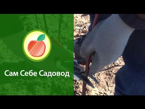 Видео: Обрезаем заокулированные прошлой осенью подвои.