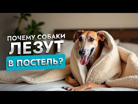 Видео: Нужно ли позволять собаке спать в вашей кровати? | Советы кинолога | ЛавГав