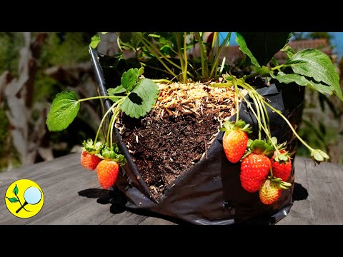 Видео: 🍓Выращивайте клубнику в горшках с листьями деревьев 🍂🍁🍃