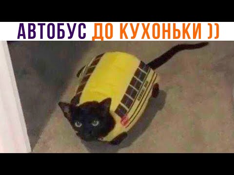 Видео: АВТОБУС ДО КУХОНЬКИ ))) Приколы с котами | Мемозг 1083