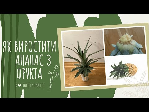 Видео: Як виростити АНАНАС з фрукта. Догляд за АНАНАСОМ