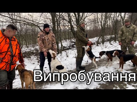 Видео: Випробування гончих 26.11.2022 в Чернівецькій області. Результат дипломи 1,2 і 3 ступеня