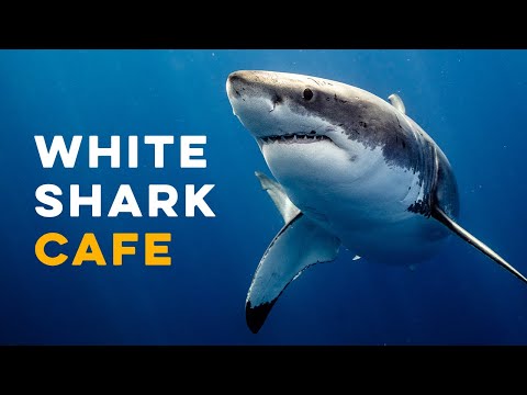 Видео: 20 самых интересных миграций животных (с картами)