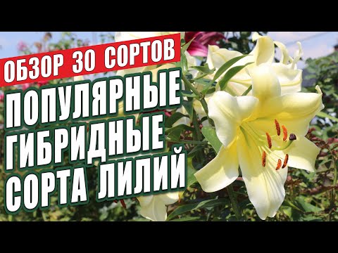 Видео: ПОПУЛЯРНЫЕ ГИБРИДНЫЕ СОРТА ЛИЛИЙ. ОБЗОР 30 СОРТОВ. ЛИЛИИ В САДУ.