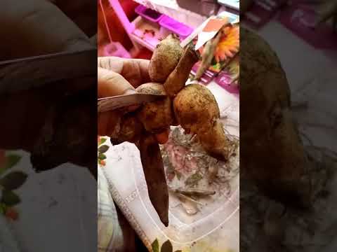 Видео: (6)Продолжение темы про георгины. Что я делаю чтобы пробудить георгины, которые купила в магазине