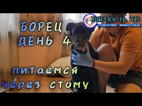 Видео: БОРЕЦ ДЕНЬ 4. Питаемся через стому, ищем врача, ждёт расшифровки КТ.