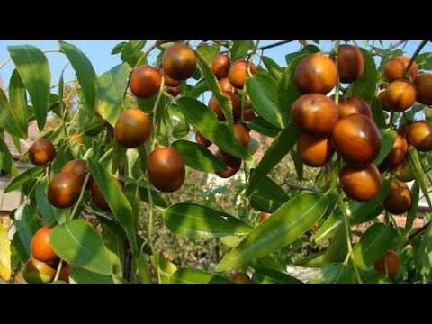 Видео: Коктебель - самый сладкий зизифус 