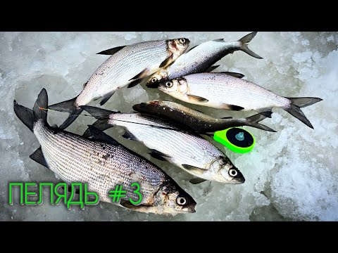 Видео: ПЕЛЯДЬ - НЕПРОСТАЯ РЫБАЛКА #зимняярыбалка #первыйлёд #пелядь #окунь #щука #пелядь #рыбалка #сибирь