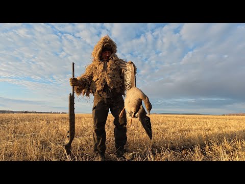 Видео: ОХОТА на ГУСЕЙ - СИБИРСКИЕ ГИГАНТЫ /НЕ КТО НЕ ДУМАЛ ЧТО ТАК ПОЛУЧИТЬСЯ /goosehunting