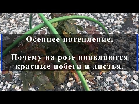 Видео: Осеннее потепление. Почему на розе появляются красные побеги и листья.