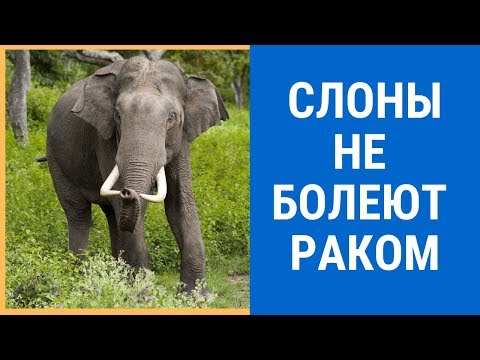 Видео: Почему слоны не болеют раком