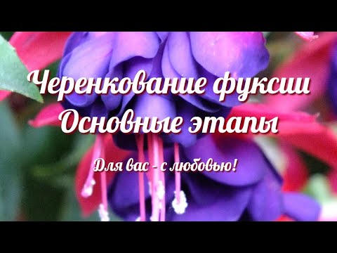 Видео: черенкование фуксии обрезка и формирование укоренение черенков