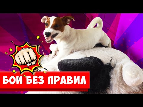Видео: КТО КРУЧЕ  ЛОКИ БОБО vs Игрушки 🐾 Влог - 21 серия
