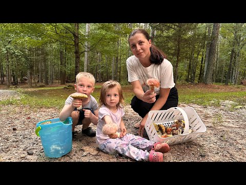 Видео: Собираем Грибы Боровики на Нашем Участке в Южной Каролине, Жизнь в США. 