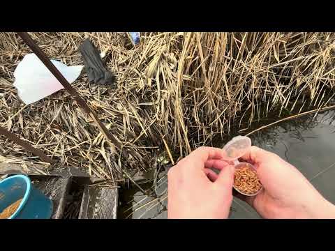 Видео: Ловля карася на фидер в марте #карась #карась_на_фидер