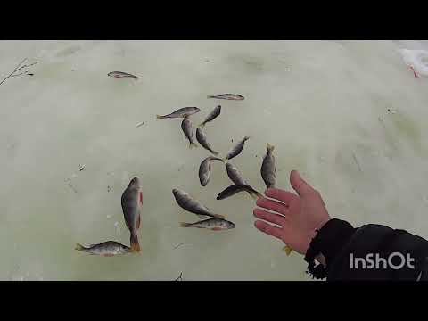 Видео: Рыбалка. Окунь. Весна 2024.