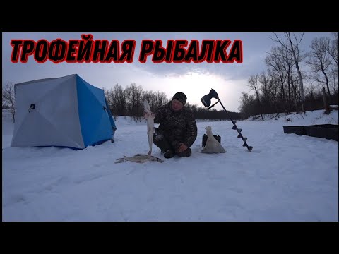 Видео: КАК ПОЙМАТЬ ЩУКУ НА ЖЕРЛИЦЫ ЗИМОЙ НА РЕКЕ В ГЛУХОЗИМЬЕ? Трофейная рыбалка на щуку. Жерлицы на реке!