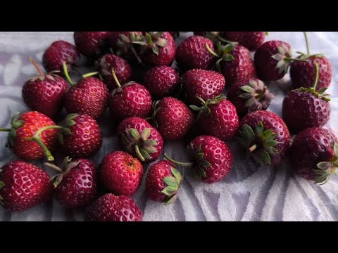 Видео: ИТАЛЬЯНСКИЙ КОРА ШАХЗОДА ХАКИДА ТУЛИК МАЛУМОТ 916993002