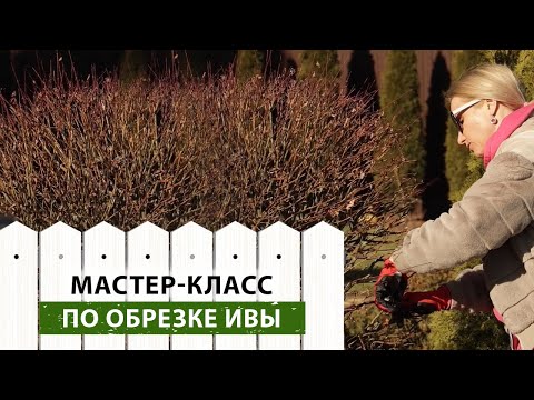Видео: Как обрезать иву хакуро нишики весной? Такая обрезка сделает ваш сад неповторимым!