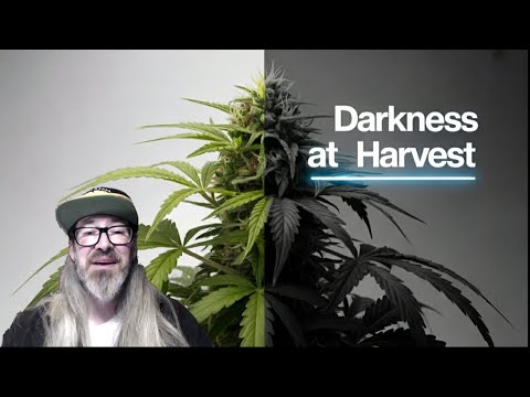 Видео: Правда о «48 часах тьмы» раскрыта с Чадом Уэстпортом