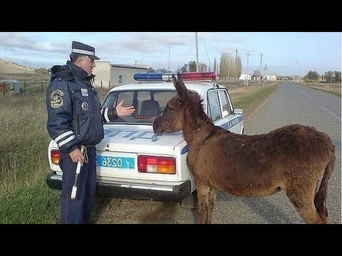Видео: РЖАКА  ДО СЛЕЗ  😂 30 Минут смеха 2024 Смешные видео Лучшие Лютые ПРИКОЛЫ #46