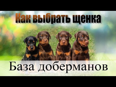 Видео: Как выбрать щенка добермана правильно