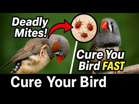 Видео: Смертельные паразиты у птиц? Как обнаружить и лечить клещей | Болезни зябликов (пошаговое руковод...