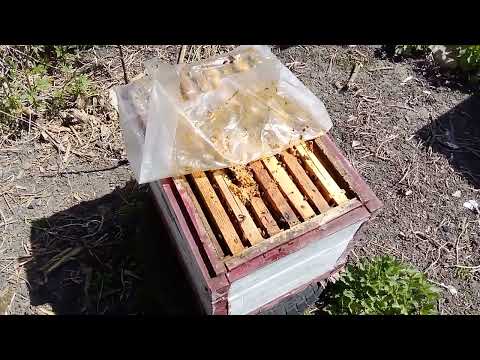 Видео: Весна на пасіці, робота триває.
