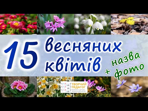 Видео: ТОП-15 КВІТИ ВЕСНИ | Підсніжник, шафран, проліски та інші весняні квіти