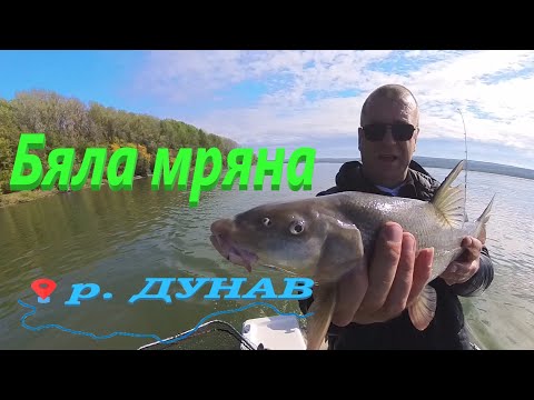 Видео: ДУНАВКИ МРЕНИ на фидер !  Feeder fishing on the Danube! Pescuit la feeder pe Dunăre!