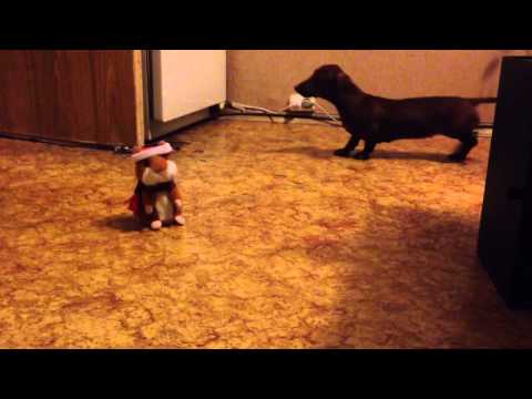 Видео: Такса и говорящий хомяк