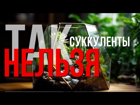 Видео: Мастер класс | Как сделать флорариум с суккулентами БЕЗ МХА!!!