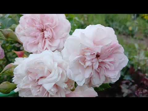 Видео: Мейн-кунам закапала инсектицидные капли 😸. Начала косить триммером 🏡