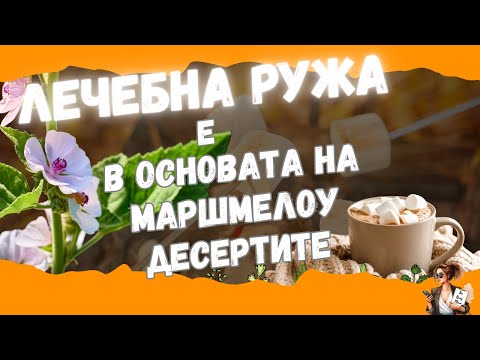 Видео: Какво не знаем за ЛЕЧЕБНАТА РУЖА? Ползи и рецепти / What we don't know about medicinal marshmallow