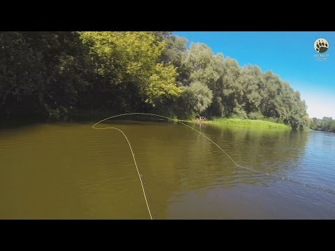 Видео: Нахлыст...оправданное доверие...bogomaz05