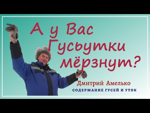 Видео: Содержание и разведение гусей и уток зимой в теплице.Ценные советы.