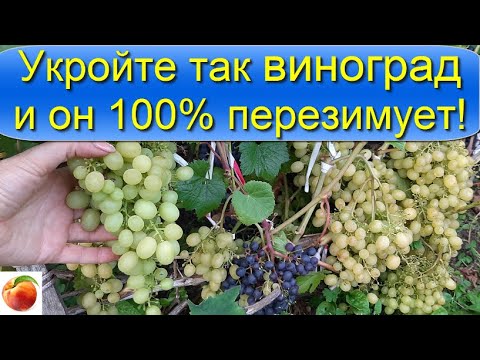 Видео: Виноград Как и когда укрывать Просто Отлично зимует, высокие урожаи! hiding Grapes for the Winter