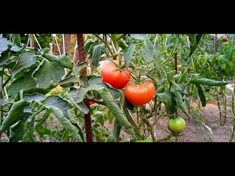 Видео: Tomatoes from greenhouse to harvest! Томати від парника до врожаю!