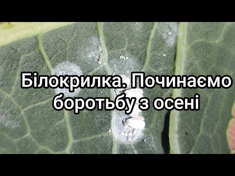 Видео: Білокрилка. Моя боротьба з нею. Що робити восени?
