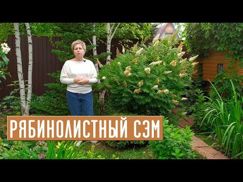 Видео: РЯБИНОЛИСТНЫЙ СЭМ - кустарник за которым не ухаживают / Садовый гид