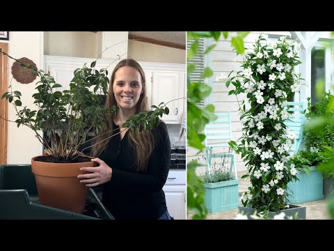 Видео: Моя мандевилла перезимовала! | Просто цветение