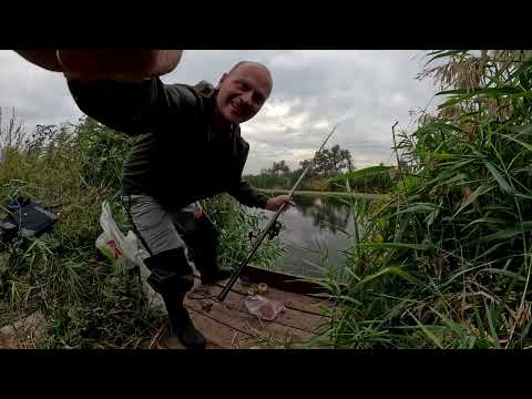 Видео: Нова гатка в хащах радує клюваками