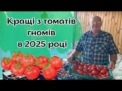 Видео: Кращі з томатів гномів в 2025 році